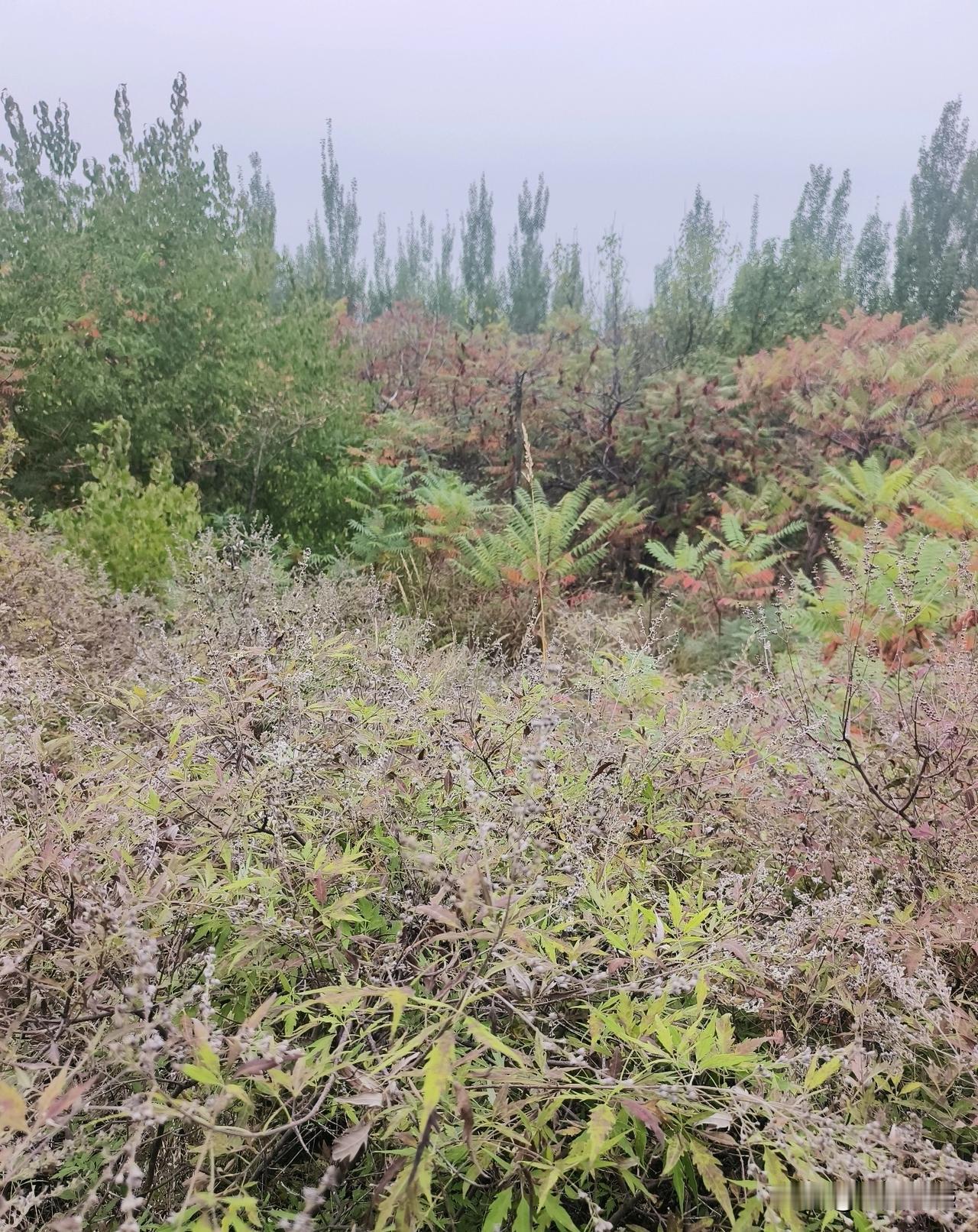 在我们家乡的山上，生命力最强的植物就是荆条，无论气候多么的干旱，它总是在顽强的生