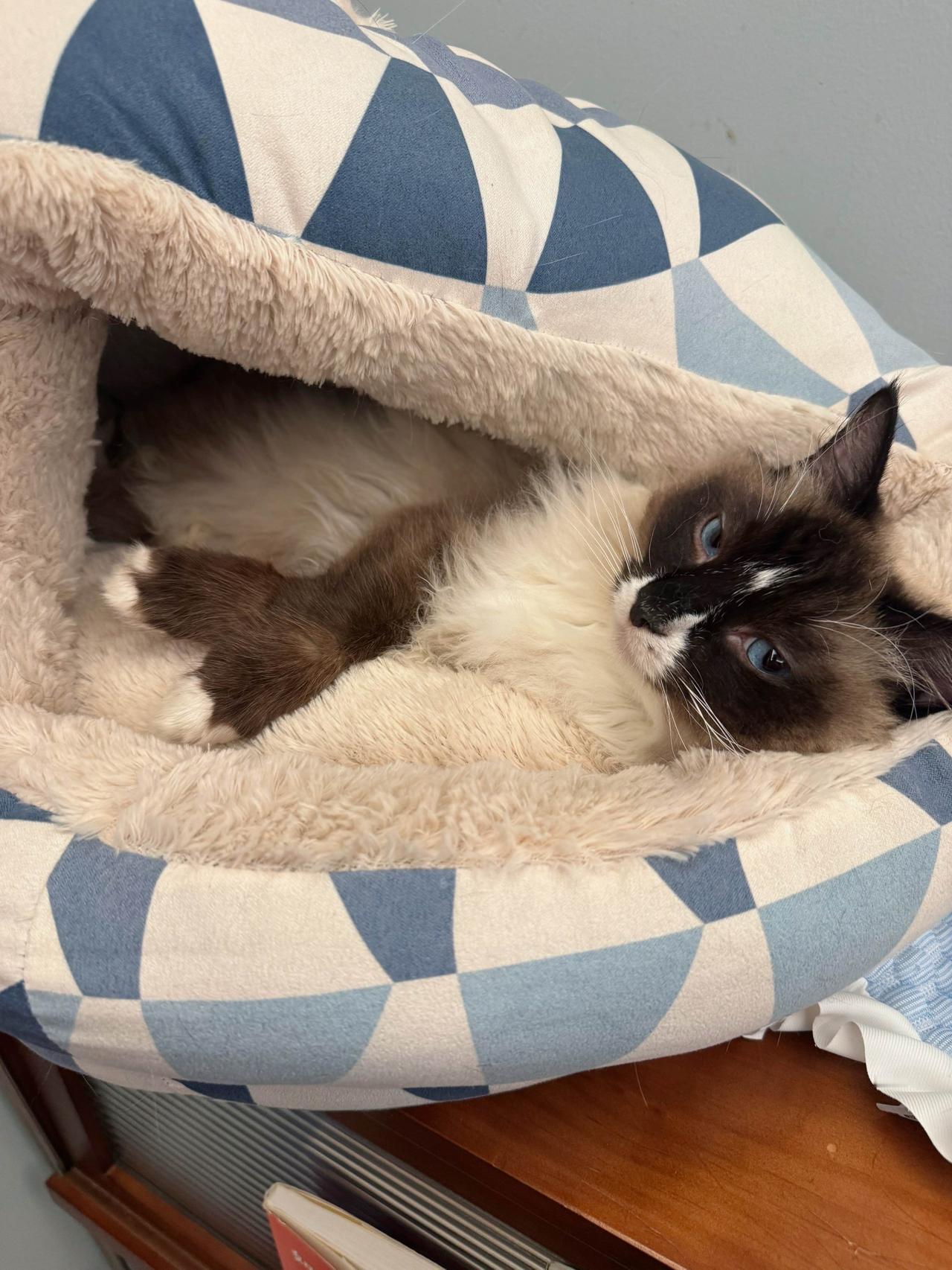 小手搭得好好的，生怕别人不知道他有白手套