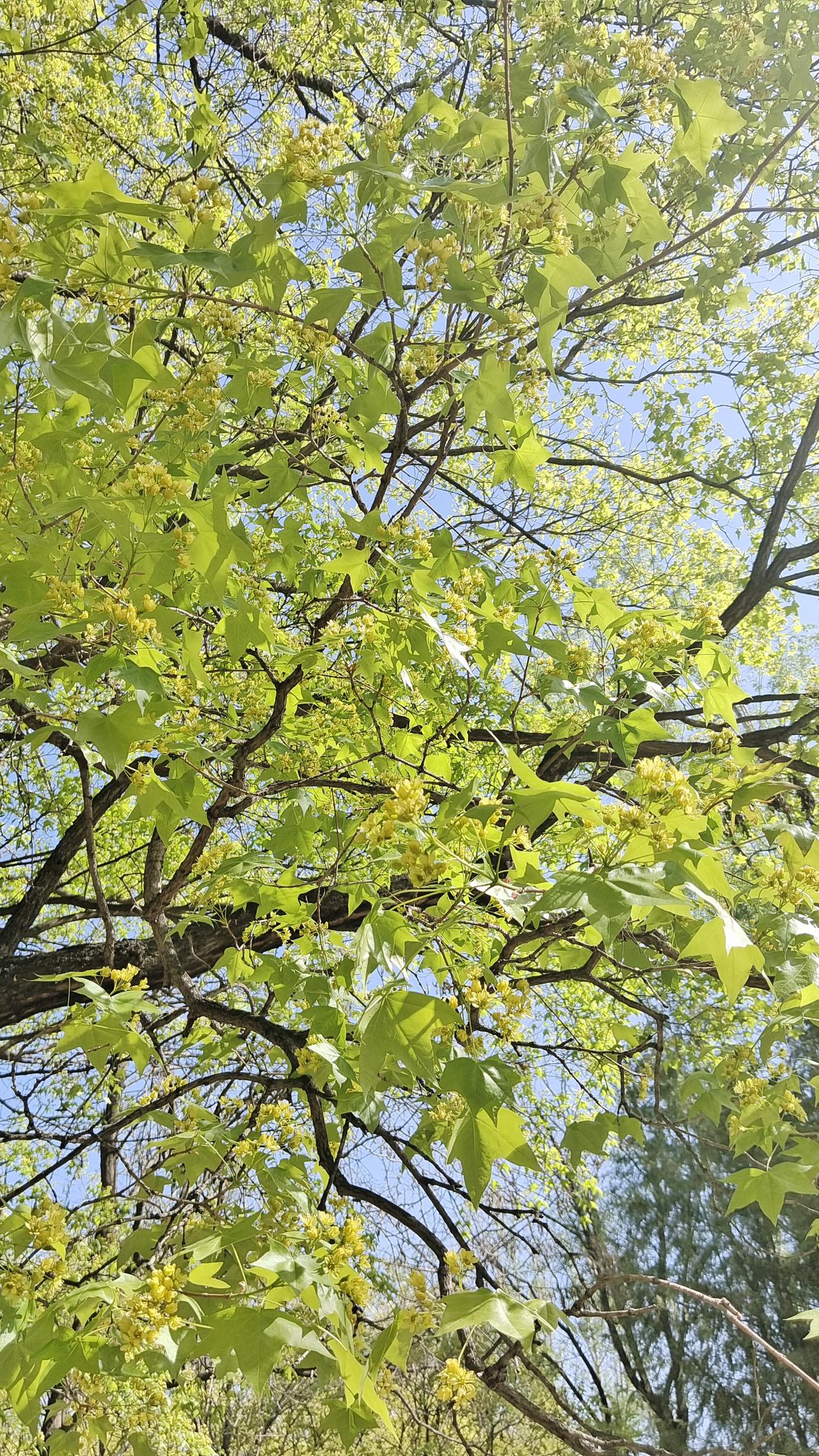 晒图笔记大赛 春日暖阳下，繁花似锦，绿意盎然。🌸🌿正是出门拍照的好时节！这次