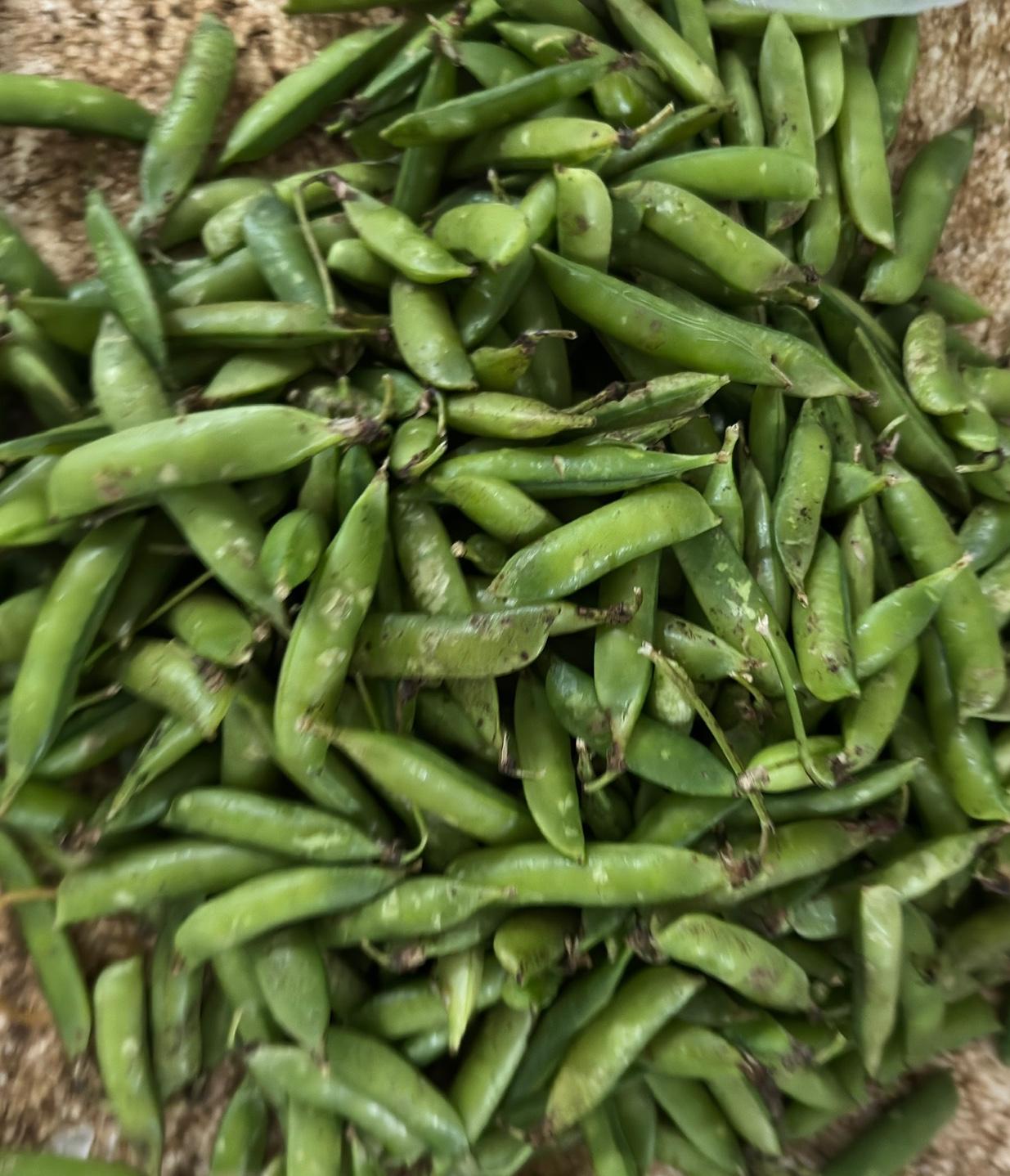 冒雨步行去农贸市场，是想出去走走活动筋骨，顺便看看有没有本土的蚕豆荚，前两天偶然
