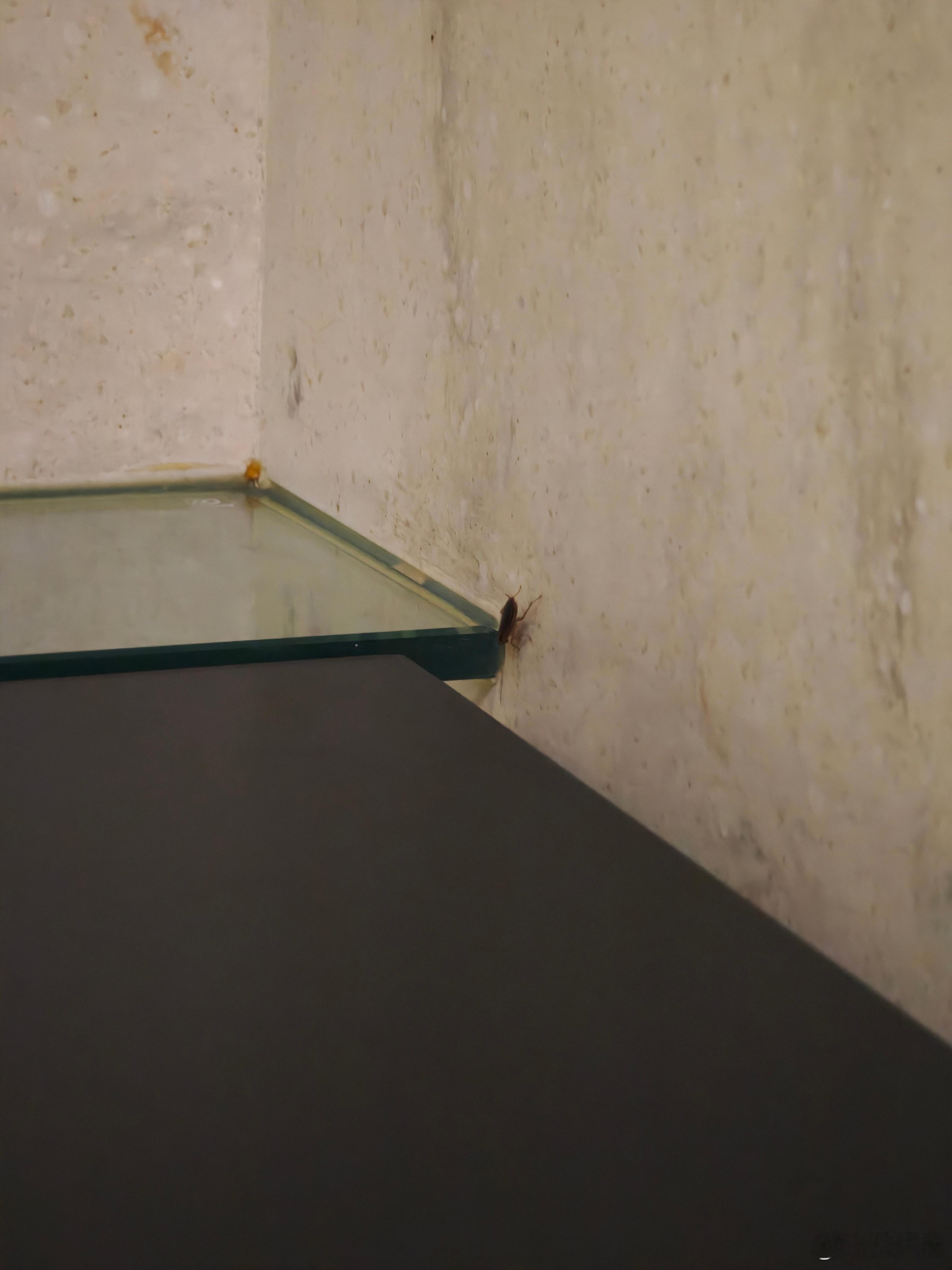 今天在国航成都双流休息室打一杯咖啡，然后，看到一只蟑螂悠闲的跑出来了。。。然后，