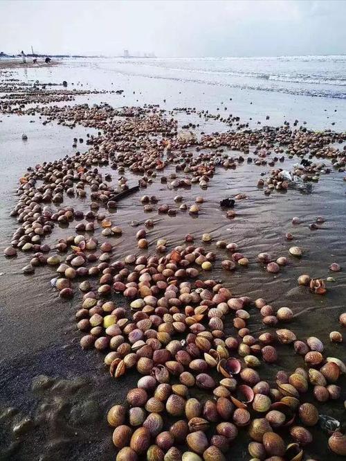 暴雪后的烟台海边，宛如大自然开启的宝藏盲盒。狂风裹挟着潮水，将蛏子成片推上岸，雪