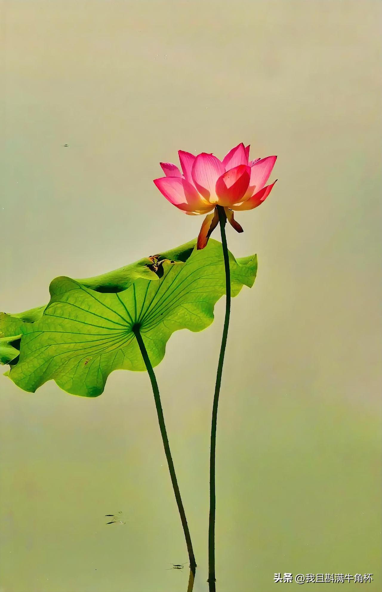 下联：莲花座上论人情
上联：有请雅士[玫瑰][玫瑰][玫瑰]