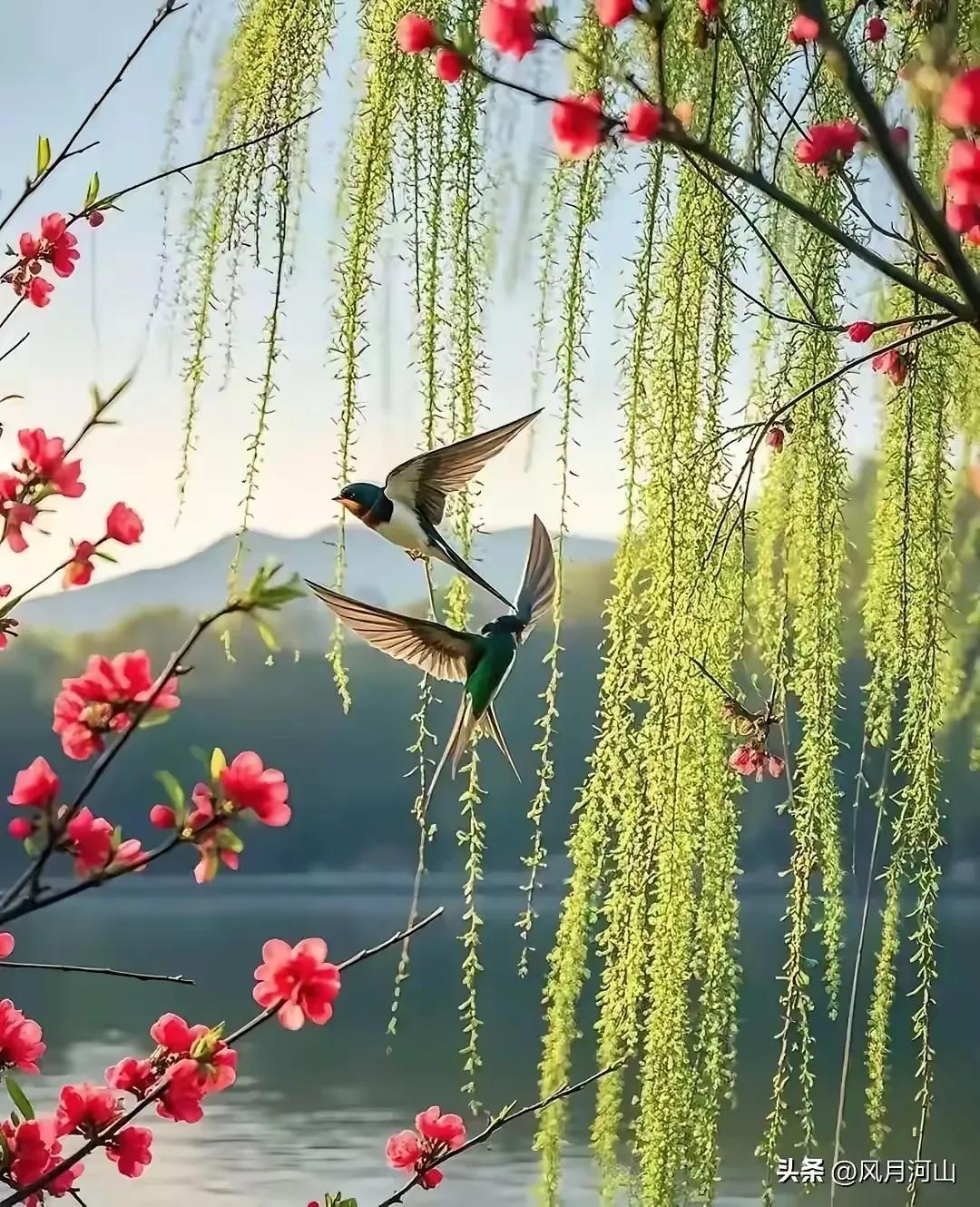 刘三姐，
歌唱得好！
优悠悦耳醉人心！
歌词经典！
一年一春天，
一去不回头！