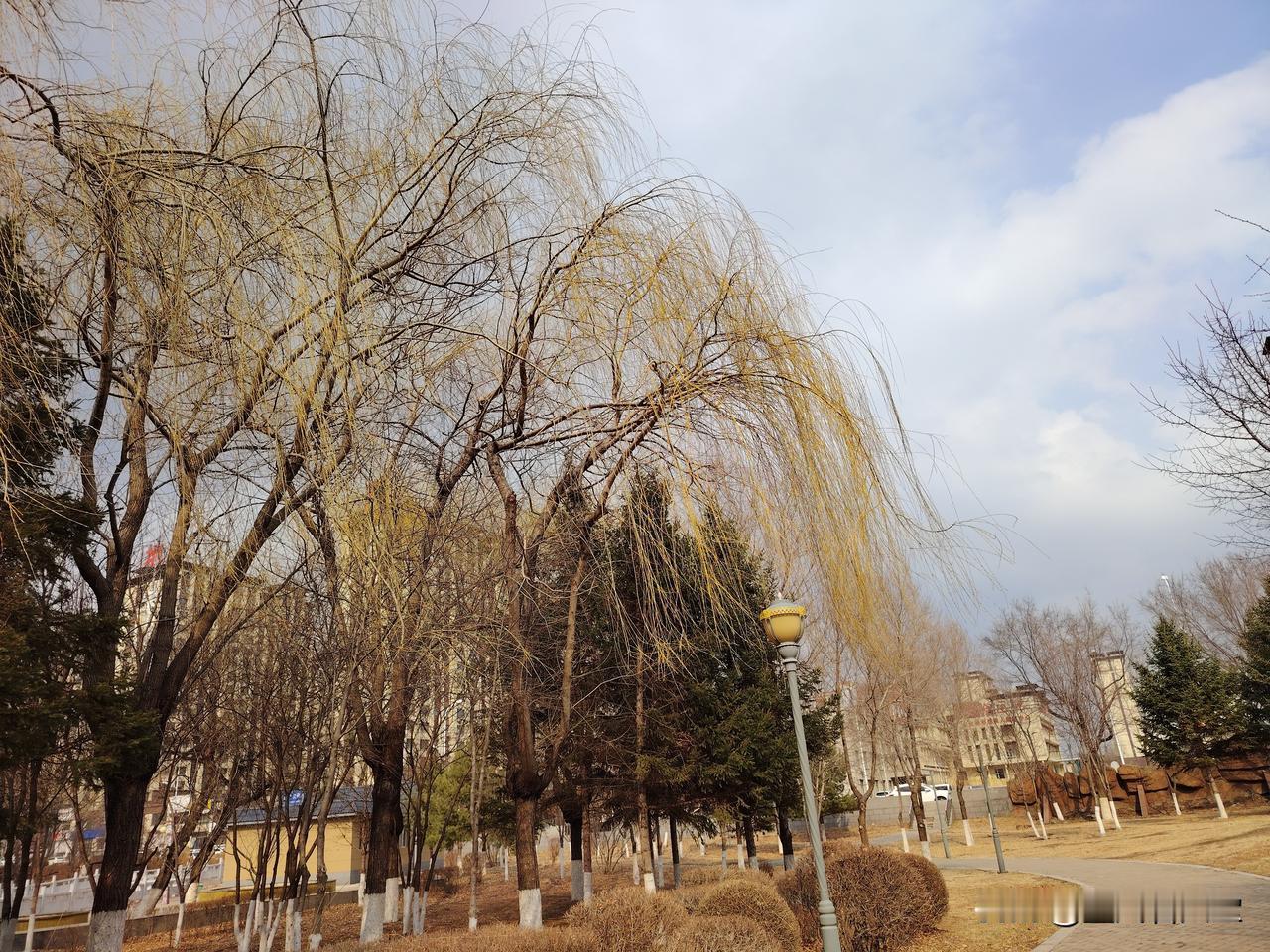 七律   春柳

嫩黄初染柳丝柔，晓岸风轻拂客愁。
万缕烟痕牵远梦，一川晴色入高