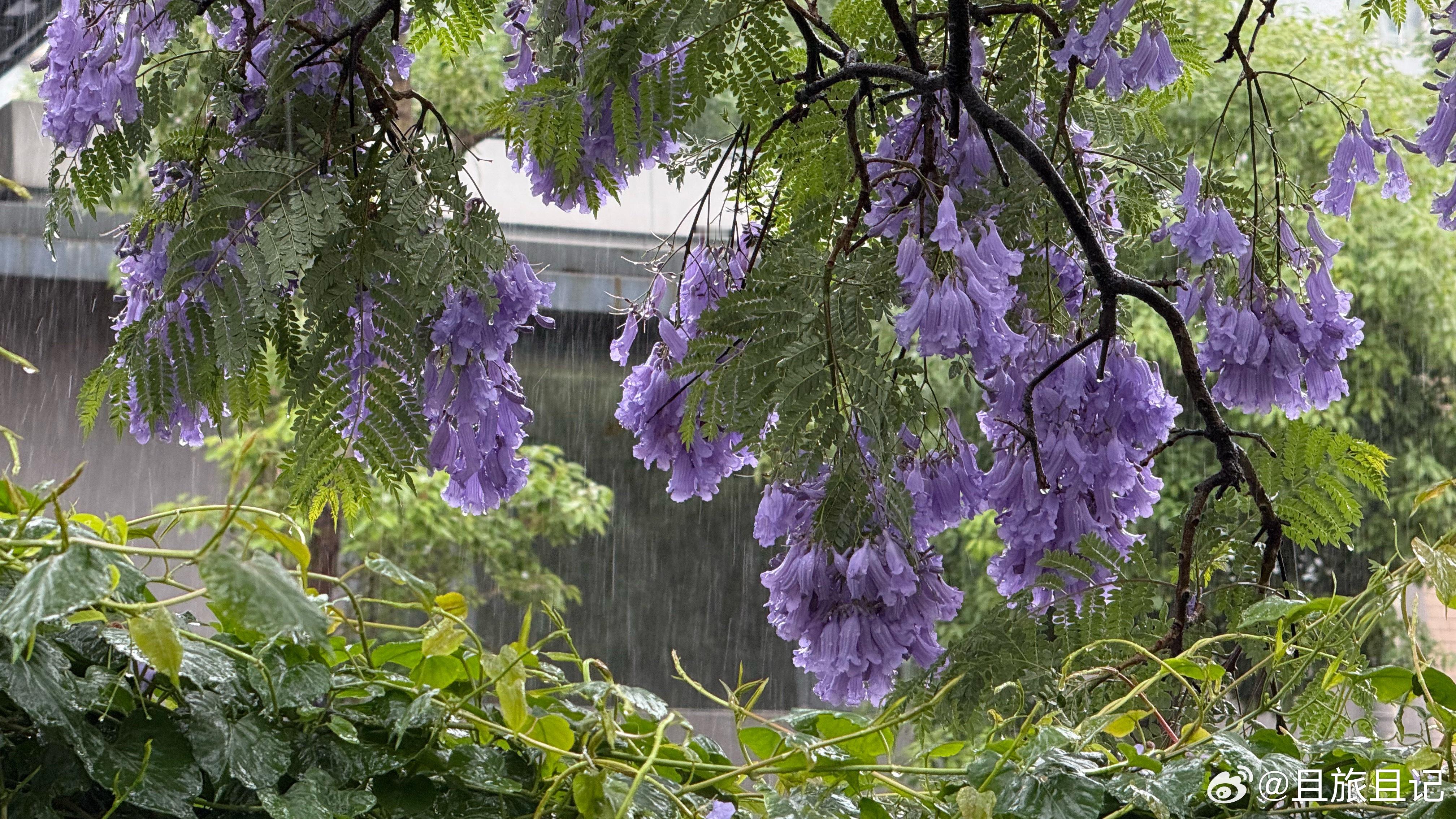 在昆明西南宾馆院内看小雨中的蓝花楹（Jacaranda mimosifolia，