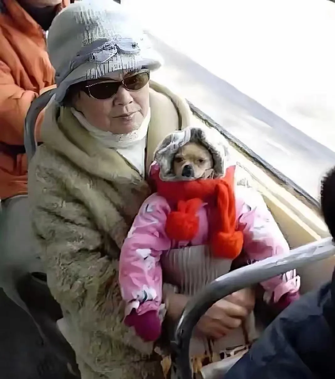 在公交车上看到的一幕人与狗狗的温暖瞬间