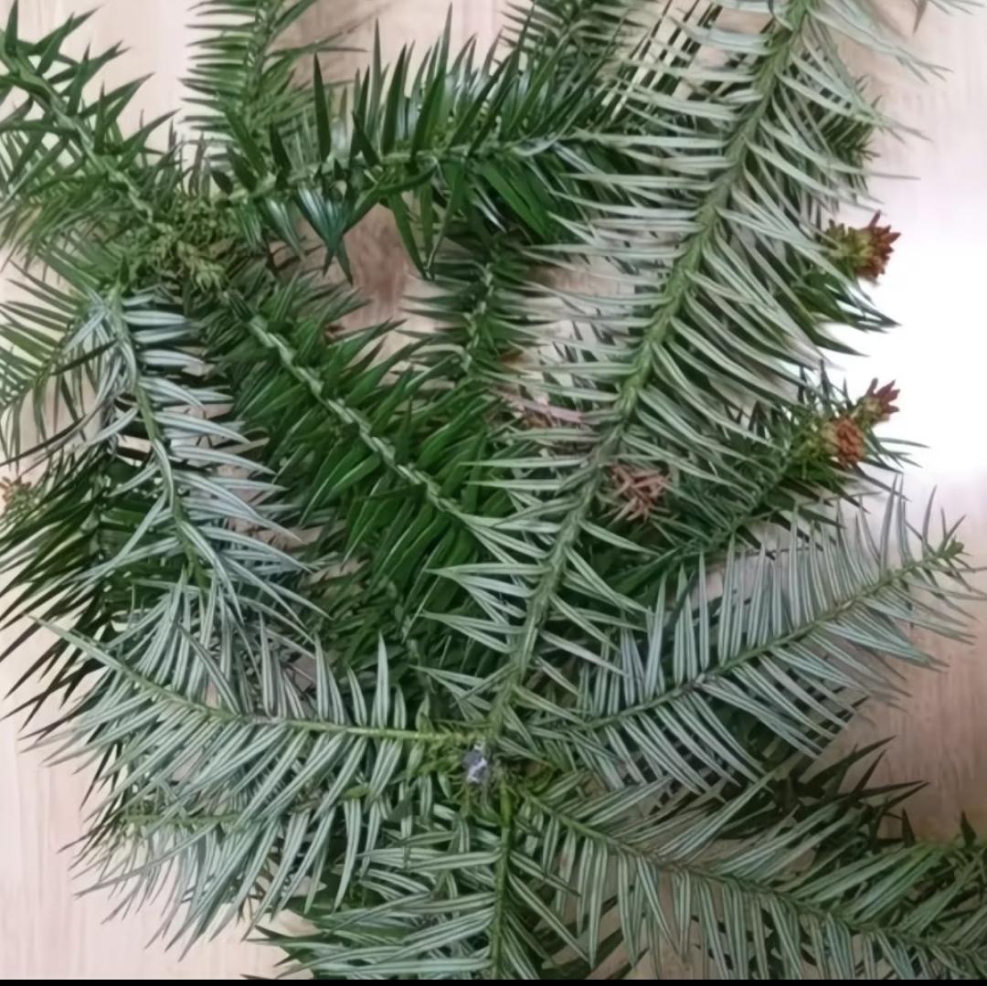 有什么好看的壁纸大家一起分享