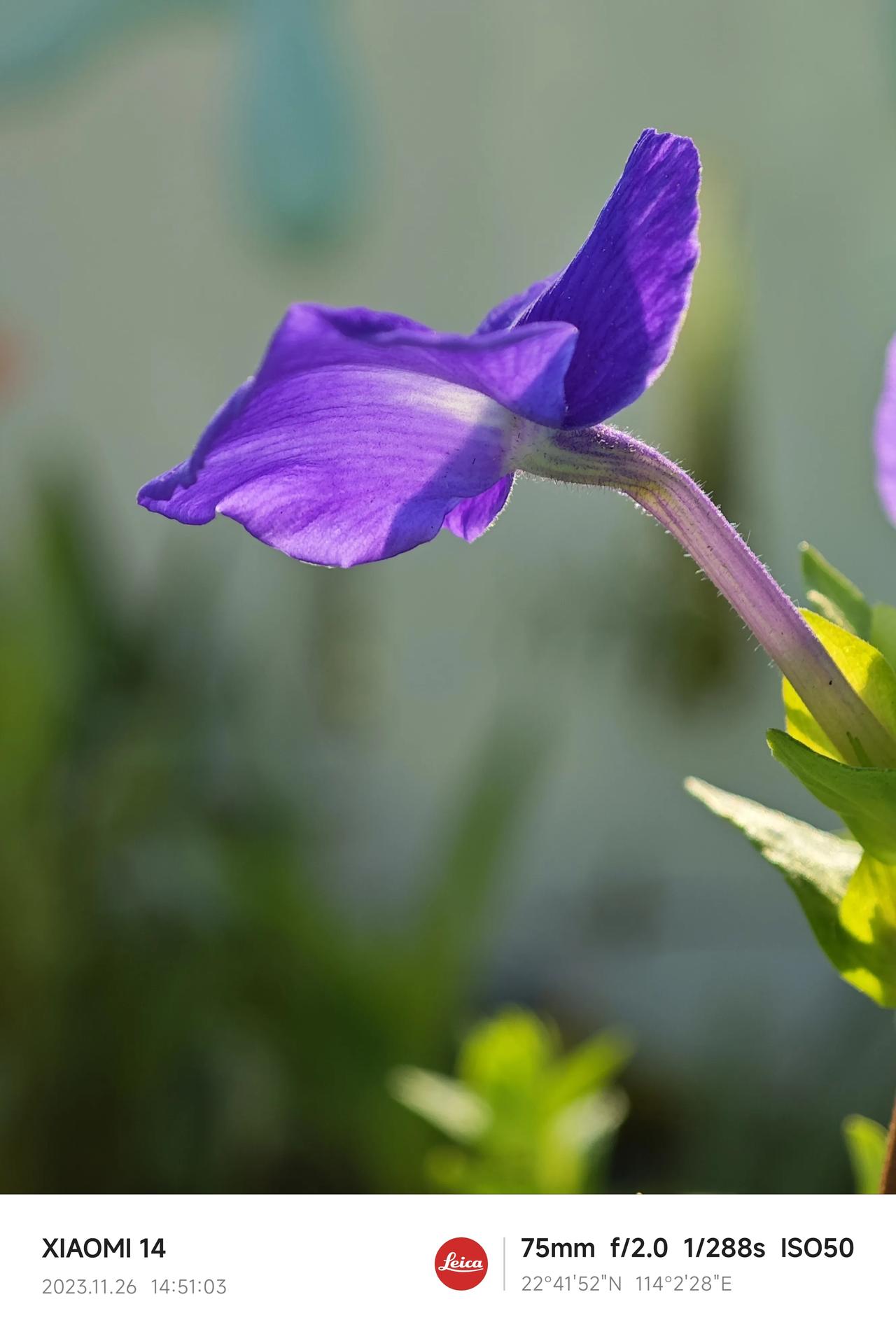 今日出玩随手拍！最爱花草与蝴蝶！
🦋💐🌱
#小米14# #分享随手拍花草#