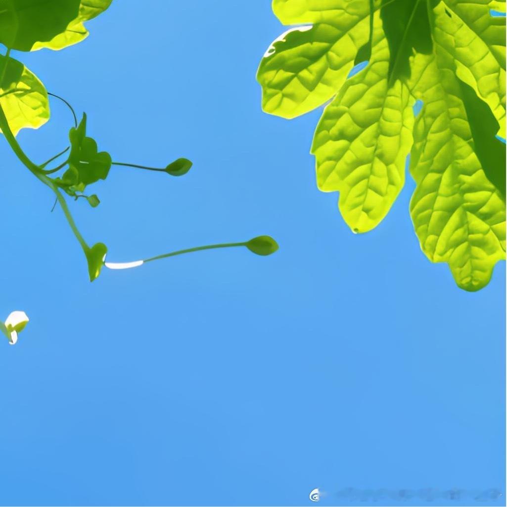 每日一善  善念养善心，善心生善念。德不积不厚，善不行不成。人往高处走，善在心中