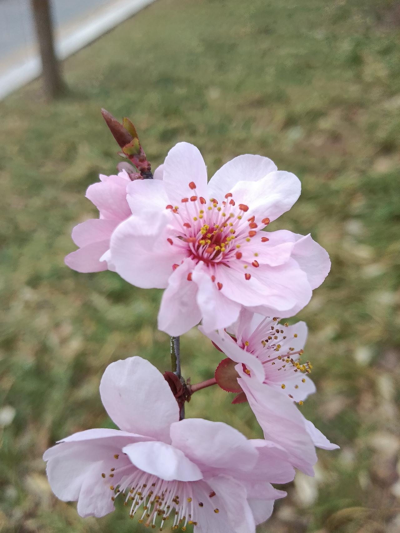 友友们！请问你们说是什么🌸呢？
春日赏花