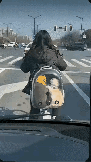 这个装宠物的兜兜太有创意了。