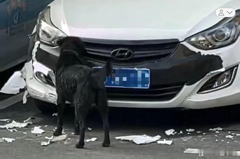 俩问题，为什么狗子这么爱啃车？啃坏了保险赔吗[二哈]车被黑狗啃到面目全非 ​​​