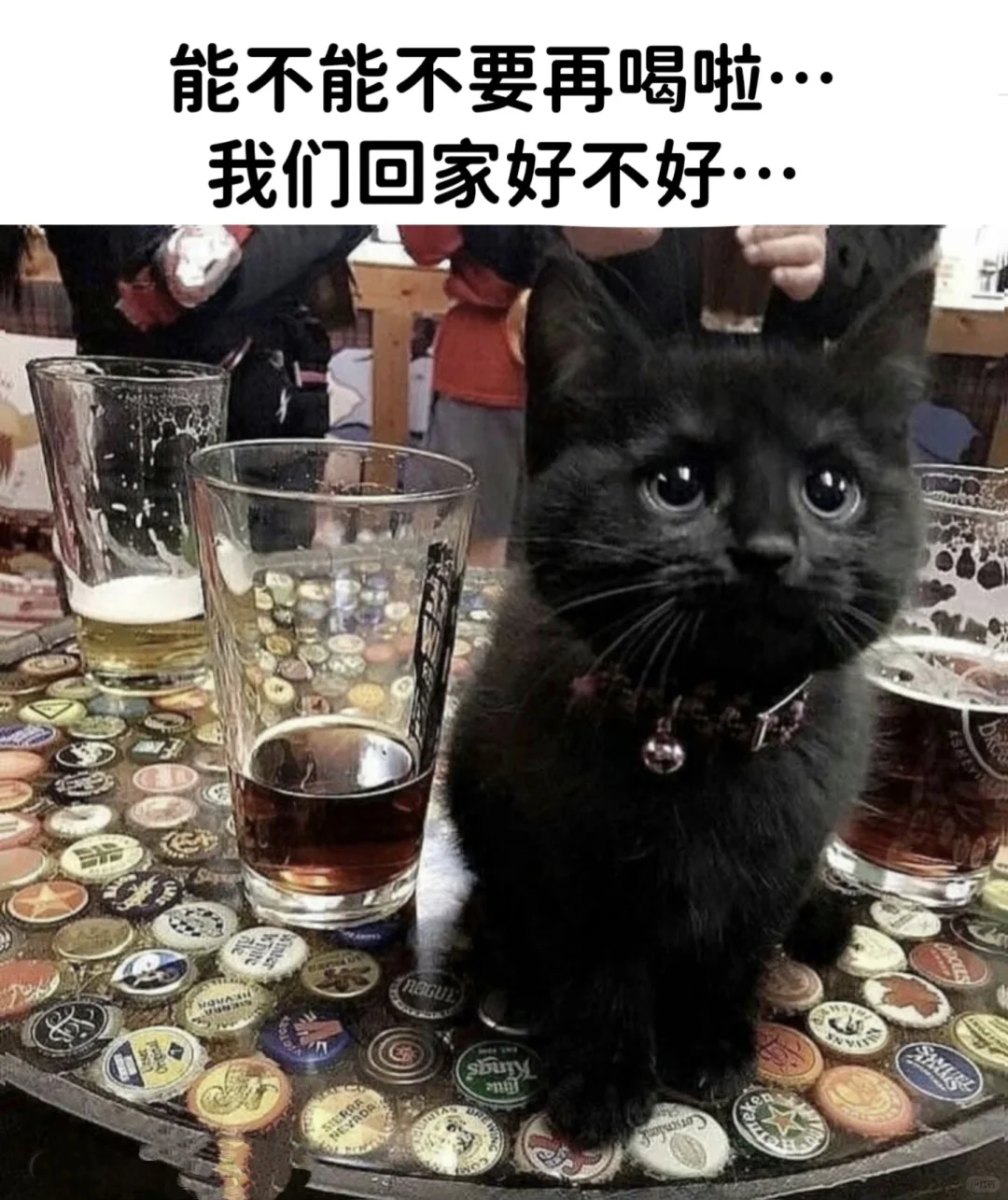 今日份的猫猫梗图🥺