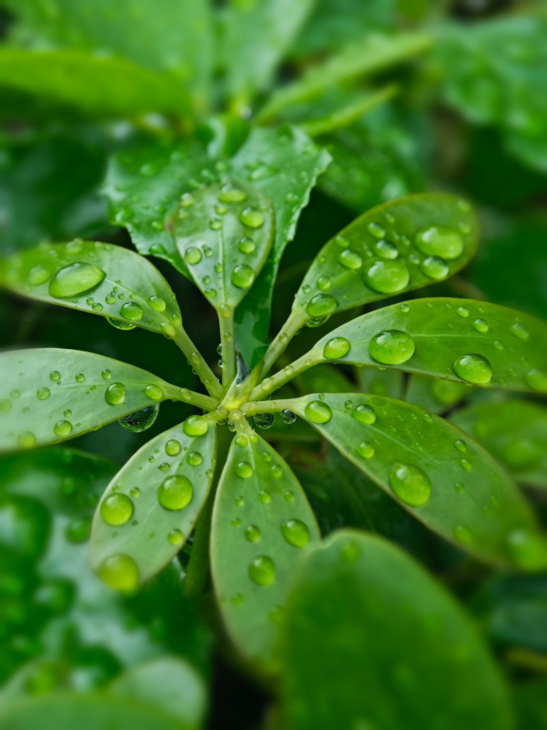 看雨 深圳·太子广场