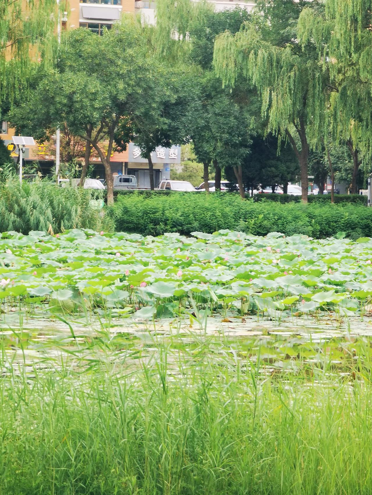 一片荷叶池
不见有花开
静听岁月歌
来日一池花