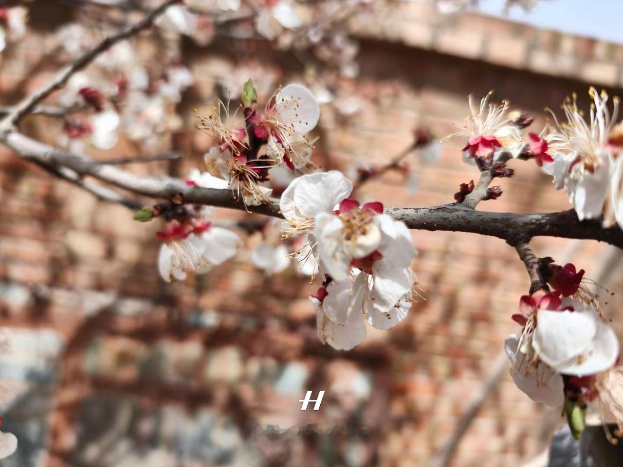 看看大家的照片oppofindx9pro