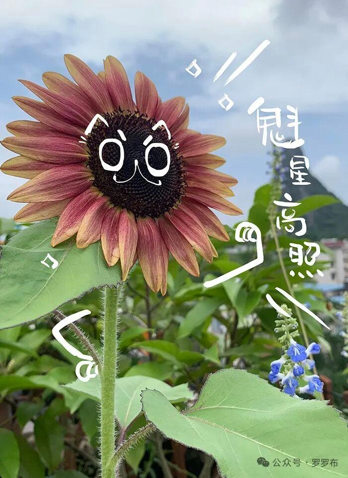 好看的花照片