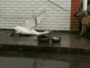 还指望它看家护院？得了吧，要不是有那条链子，它指定比谁都跑的快。