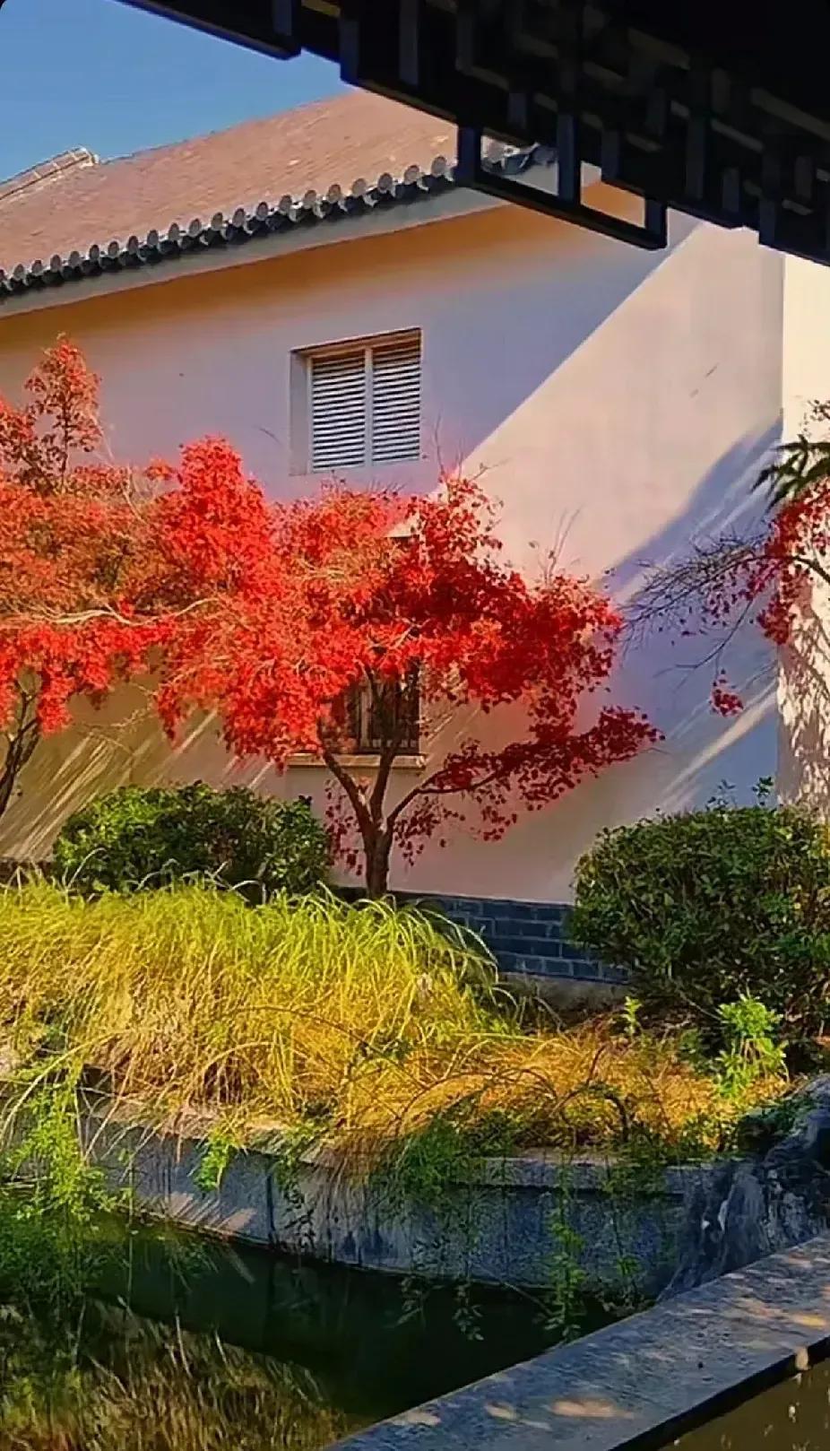 红叶映窗前，秋意入画来。秋景美如画卷 秋景秋韵秋意浓 霜枫秋色 红叶斑斓🍁 秋