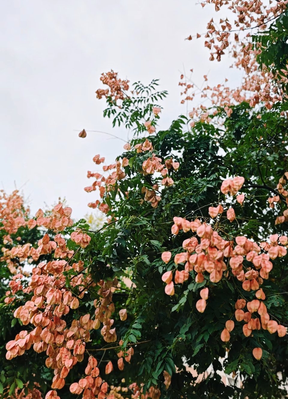 刚才奶奶抱着弟弟下楼玩让小孩哥帮忙把小车送下来了上来之后我说你去拿快递吧他：妈妈