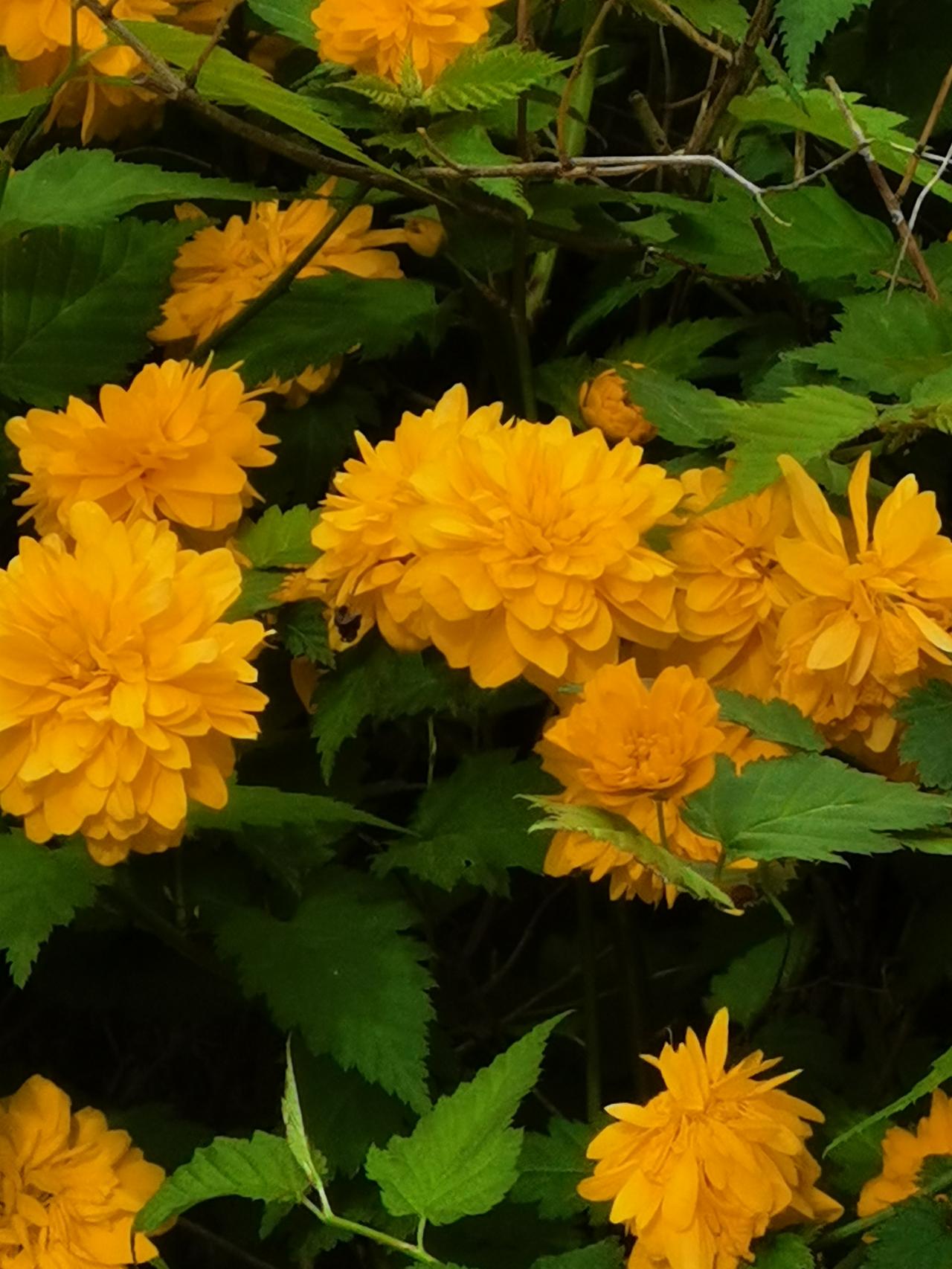 棣棠花古诗三首晒图笔记大赛以花比喻人诗词 园林风月诗词 花中诗词 

今年的棣棠