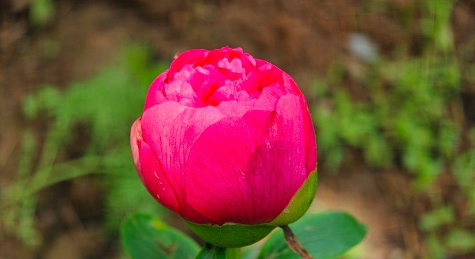 colorwalk偶遇春天我的春色配方 芍药花朵次第开，红粉黄白各成裁。暮春藏尽