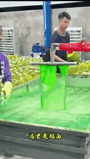 越南工人把榴莲放进绿色的水里浸泡

这种绿色的水叫氯氧水，是东南亚榴莲产地常用的