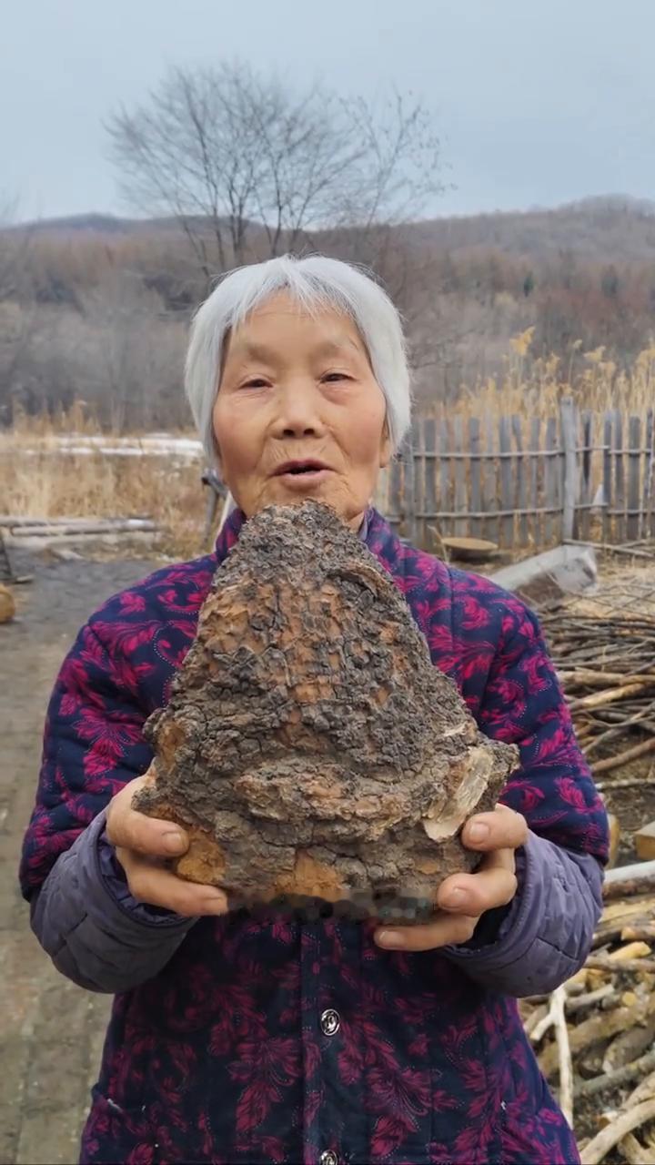 黑龙江原始大森林纯野生的桦树茸。
我家是小兴安岭的主脉，原始大森林。这是邻居家采