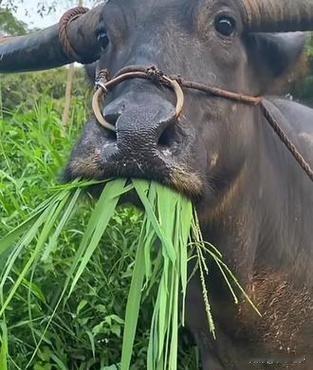 人无横财人不富
牛有夜草牛才肥