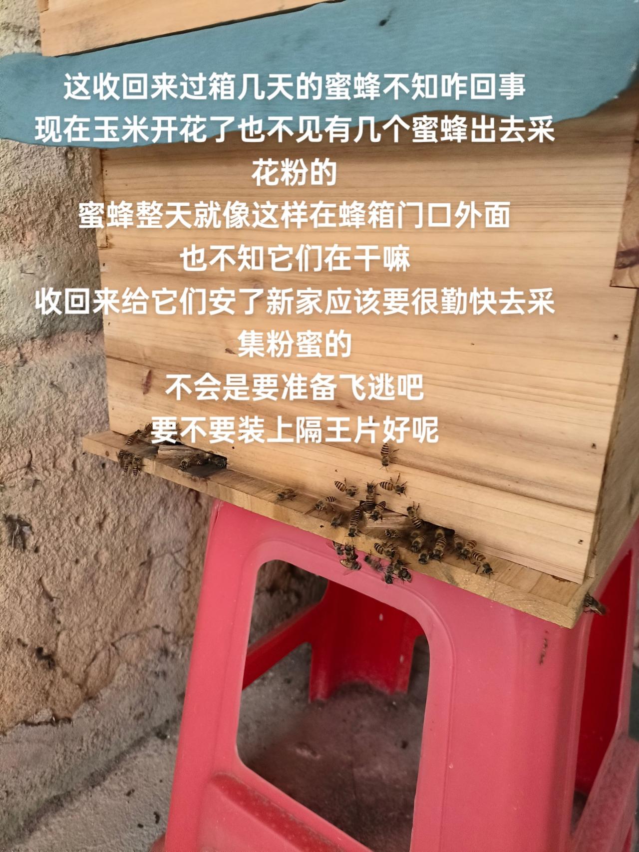 这收回来过箱几天的蜜蜂不知咋回事
现在玉米开花了也不见有几个蜜蜂出去采花粉的
蜜