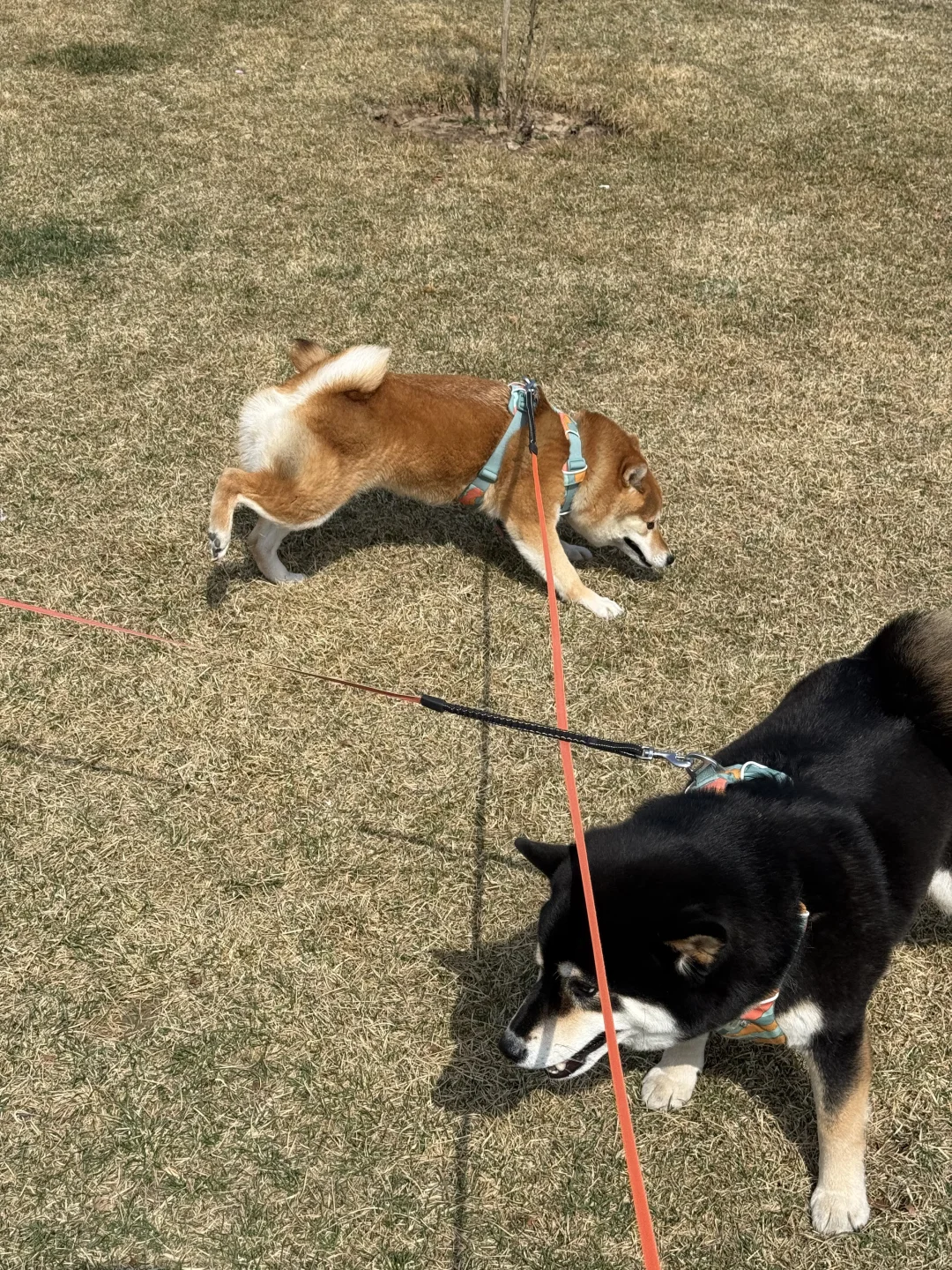 请老天爷把弟弟身上八斤肉匀到