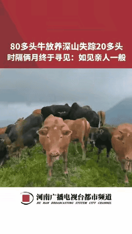 万万没想到！2025年5月江西，男子家里丢了20头牛，一直没找到，两个月后他在山