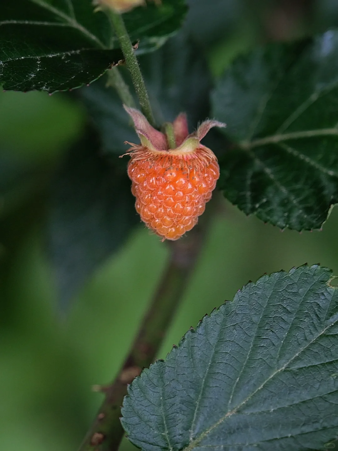 野草莓🍓