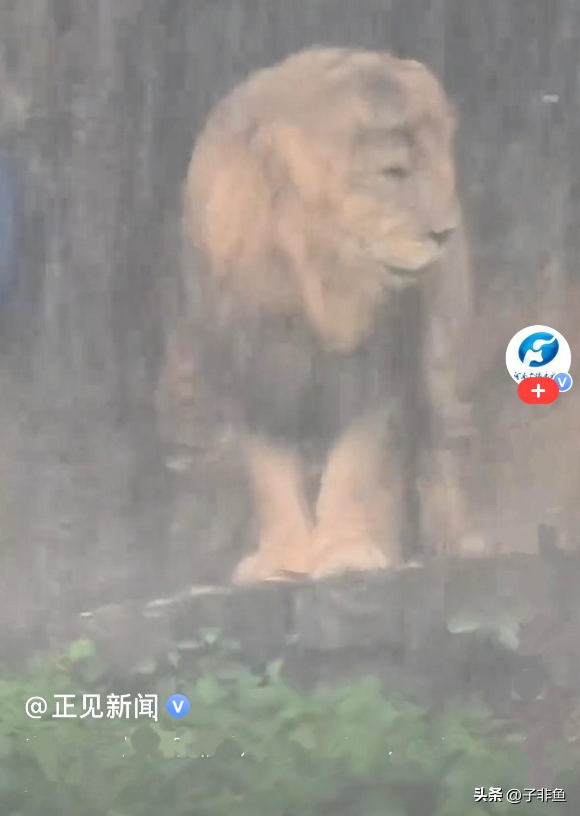 近日，广州突降狂风暴兩，长隆动物园里，别的动物早就就躲进避雨棚了，唯独这头雄狮，