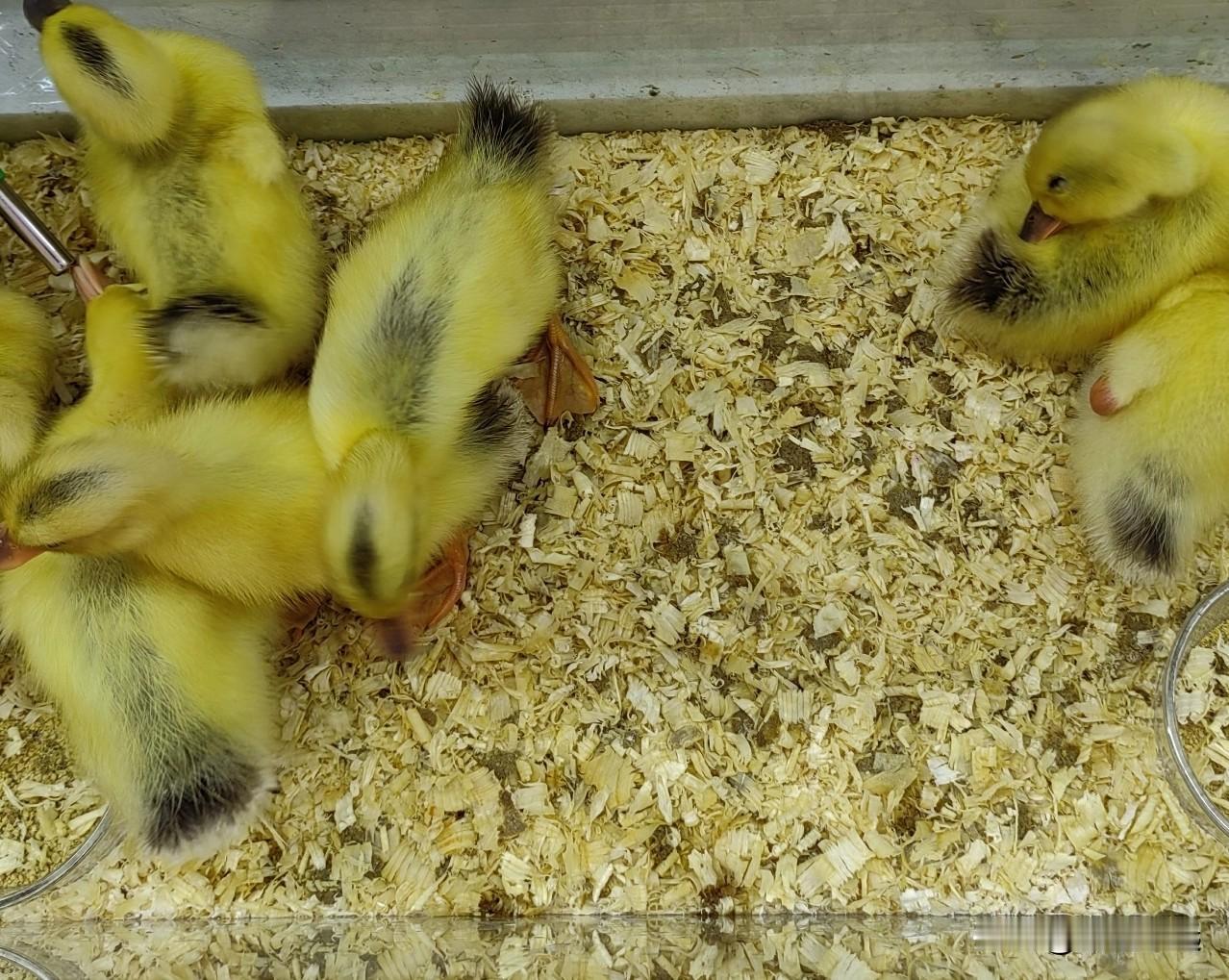 昨天我晚上去超市买东西，付完钱走到超市门口，靠墙的那边摆着一排小动物，有鹦鹉、有