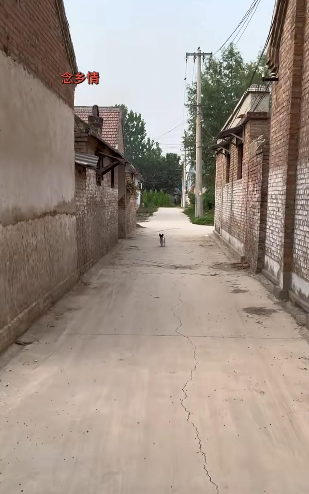 乡间小路，一只狗在散步。下雨一身泥，晴天🌞一身土，你们还记得吗？小时候做梦都想