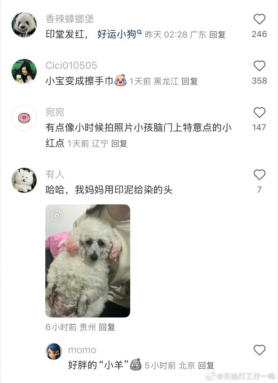 小狗从办公室出来belike
