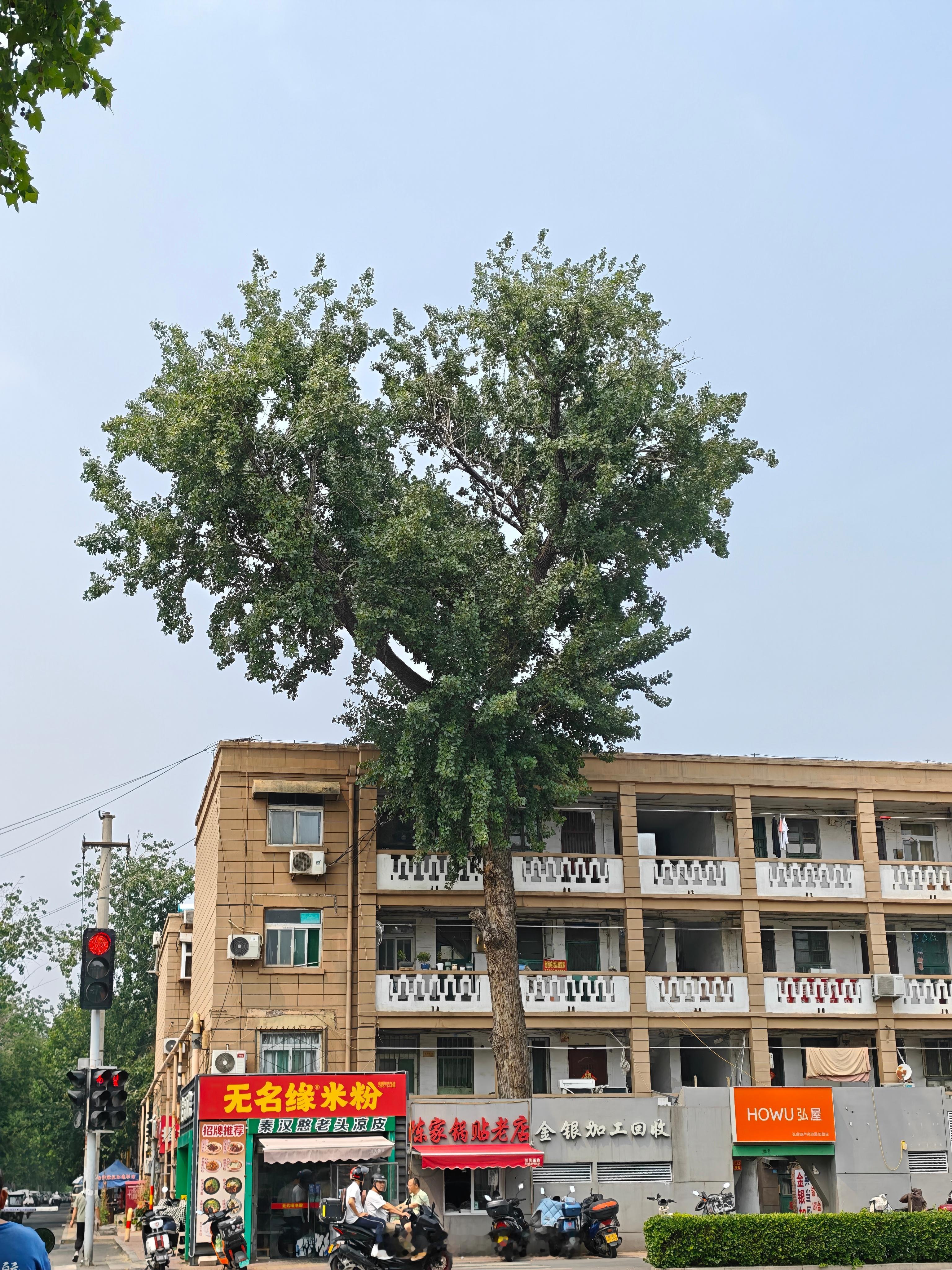我家不远的这棵树，我从小红书上刷到 说像心形平时路过这么多次咋没觉得呢