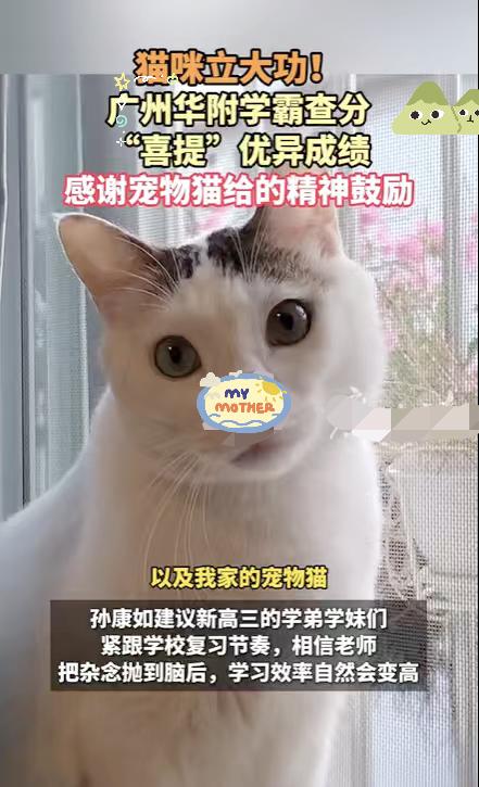 真没想到！6月24日，广州华附学霸查分，喜提优异成绩，却还要感谢宠物猫！

6月