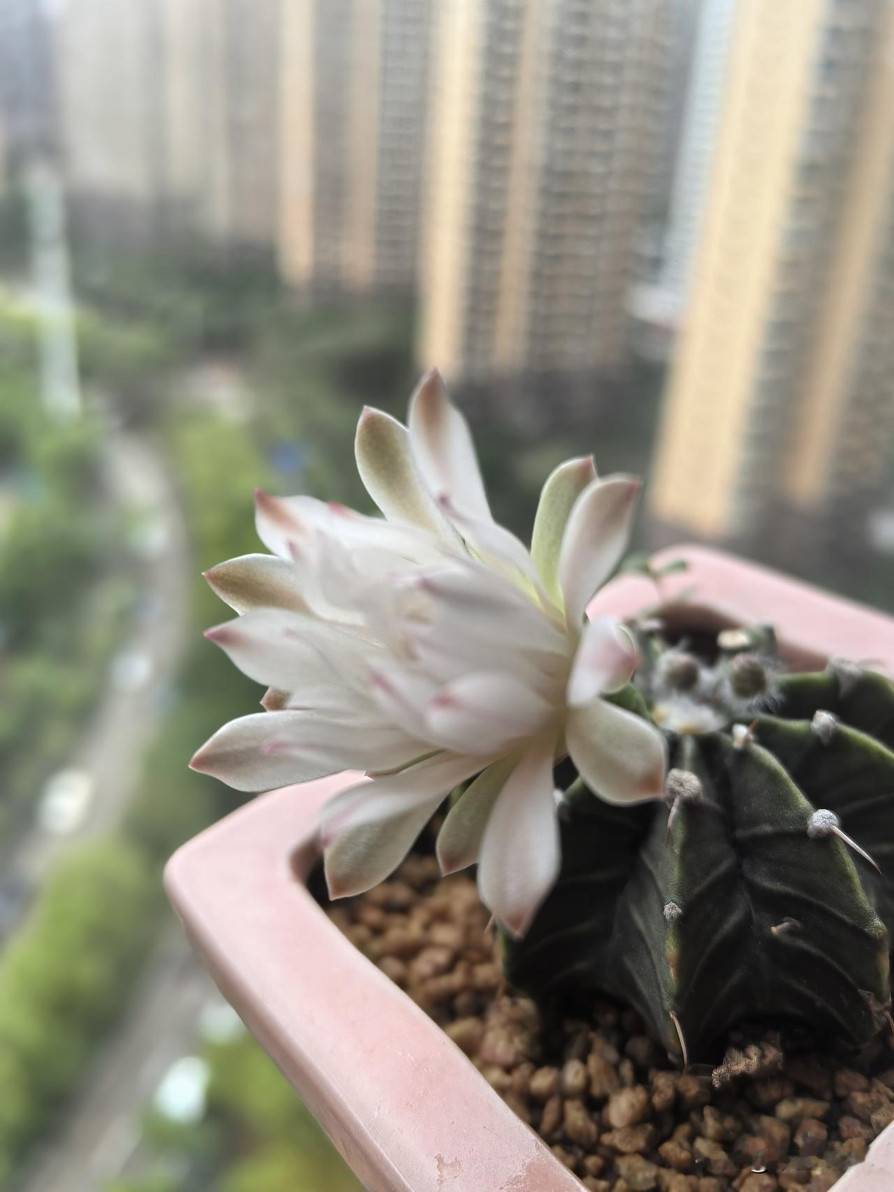 我的肋骨牡丹仙人球开花了。它可以每天反复开，晚上合起来，白天张开，很神奇。

5