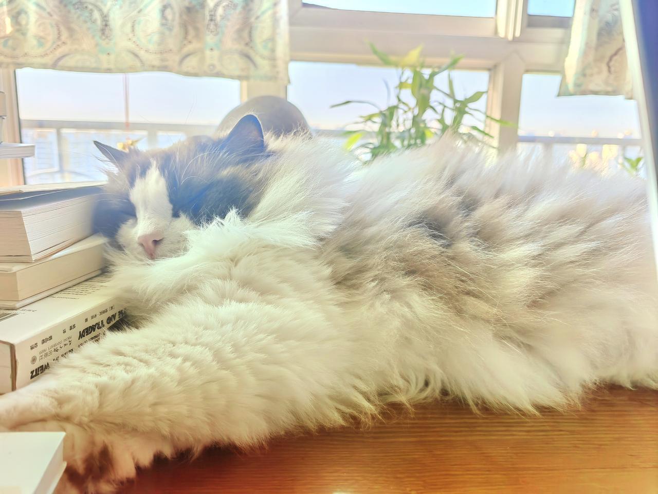 大清早就睡得这么香，诱惑我也想去睡回笼觉