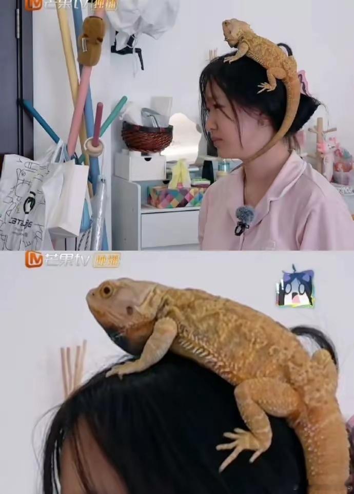 #要不说刘美含能当黑魔仙#这玩意多好照顾，不会掉毛、不会到处拉粑粑。情绪稳定的像