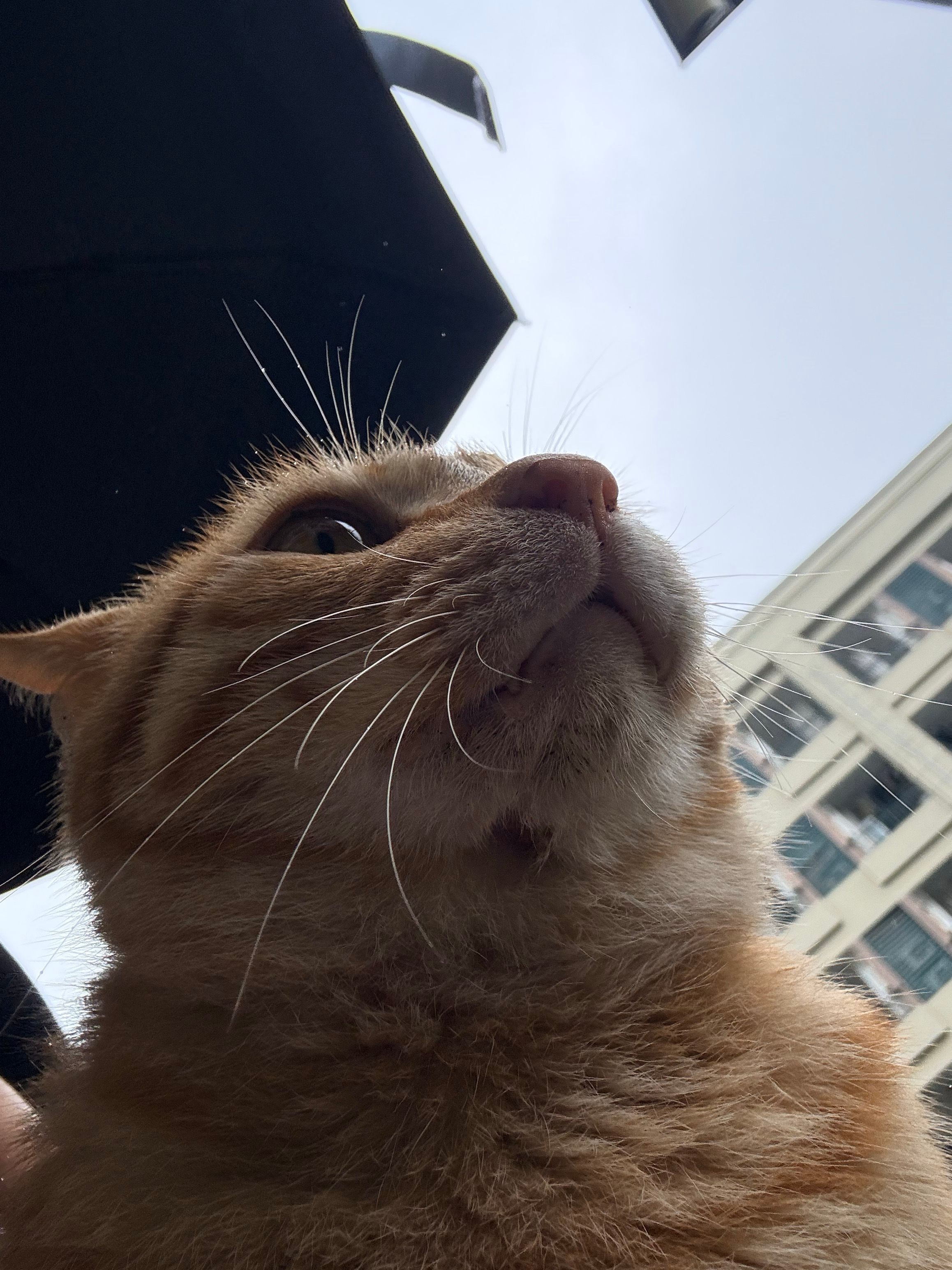 看在🐈的份儿上别☔️了 