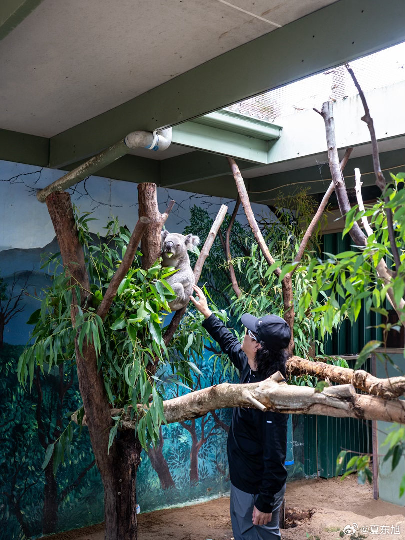 老夏的环球旅行｜澳大利亚🇦🇺新南威尔士州 这里是个超大动物园南半球的夏日绿意