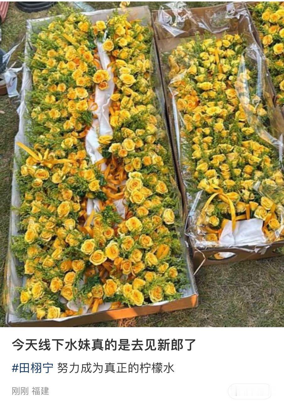 这花真难看 