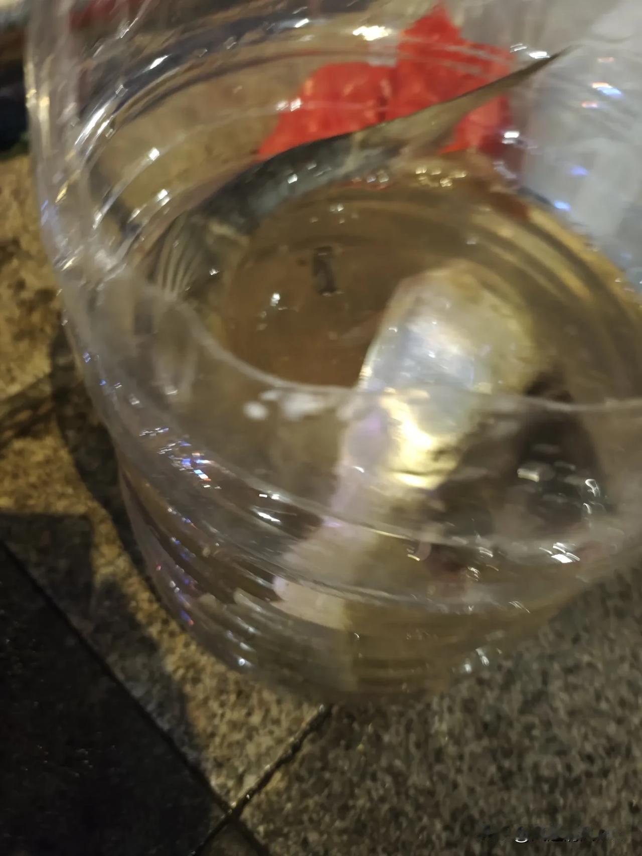 想起我第一次钓大头鱼，那经历真是难忘。2016年9月16日早上六点，我到了别人家