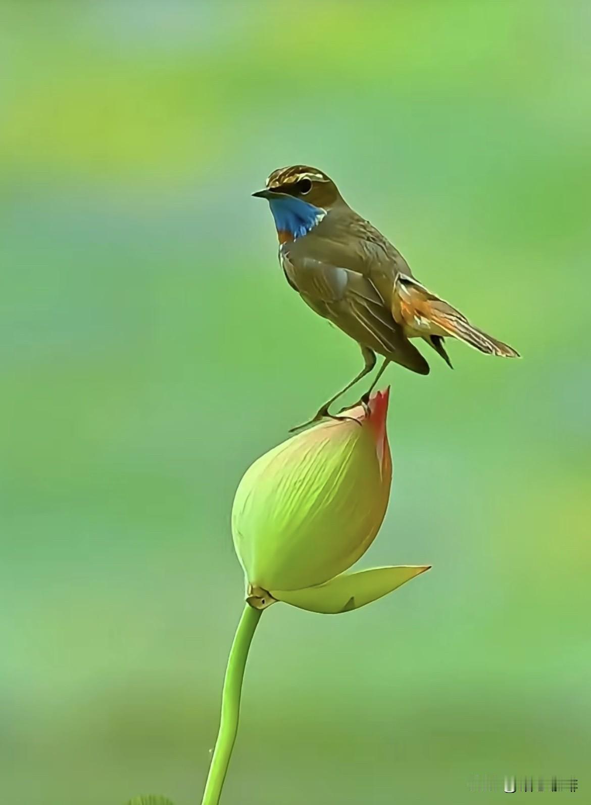 上联：鸟去鸟归鸟有声
   下联：花开花落花无语