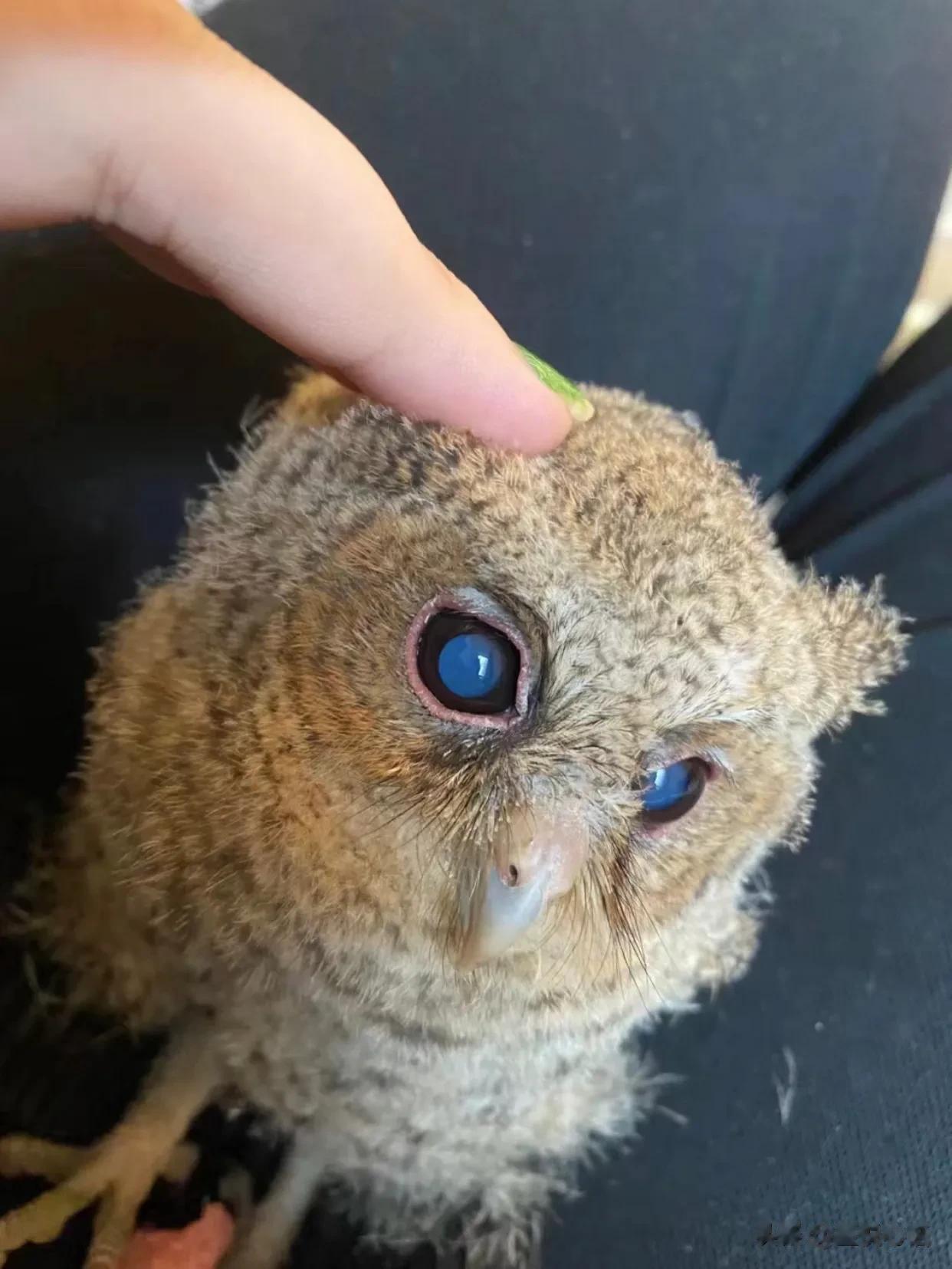 猫头鹰可真刑，蓝宝石的大眼睛好可爱！
小区里捡到了一只真正的猫头鹰幼崽哦！

下