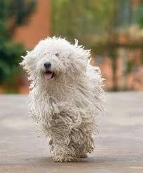 可蒙犬 ​​​